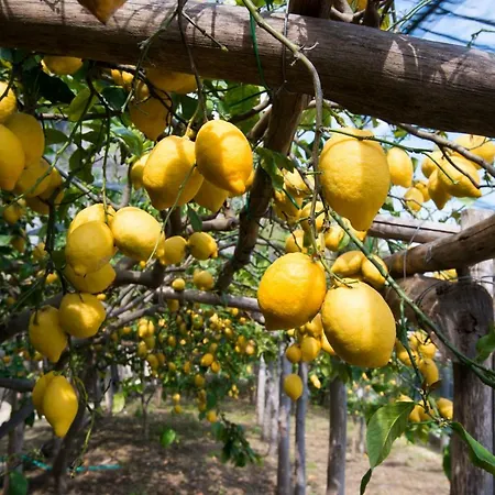 Гостевой дом Orleans 4*